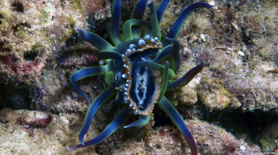 iheartnudibranchs:
“ Anemone Vs. Nudibranch
Phyllidia ocellata gets tasted as well. Whether or not this nudi met it’s maker is unknown, it was neither consumed nor did it escape during observation. Scientists say these interactions highlight how...