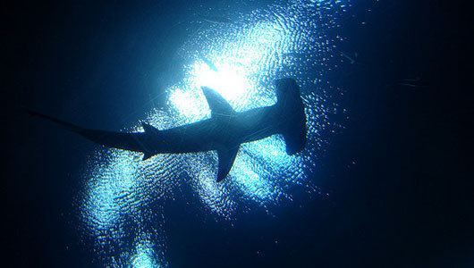 mothernaturenetwork:  Shark attacks spike on new moons, SundaysThe study’s conclusions