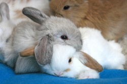 Fuckingbabybunnies:  Hannahisdead:  Theanimalblog:  Snorgaling Buns (By Mountainpugs)