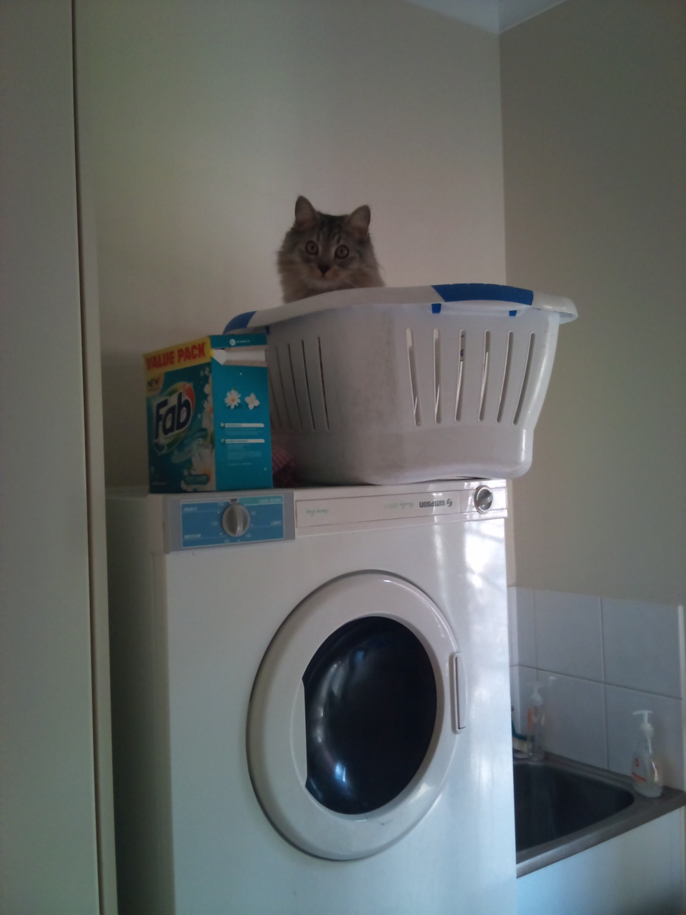 getoutoftherecat:  get out of there cat. you are a cat not dirty laundry. how did