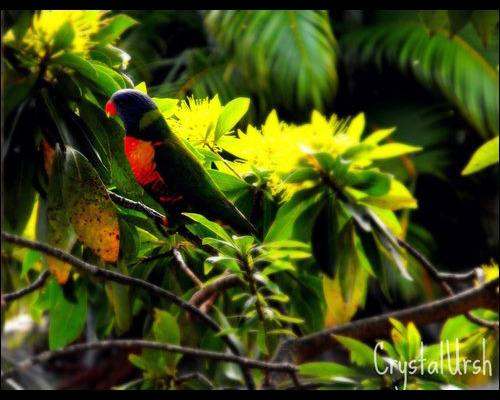 Rainbow Lorikeet