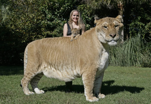 allcreatures: Ligers. Sitting atop his big brother Hercules, 4-week-old Aries :(