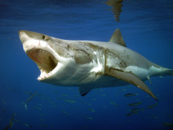 discoverynews:  Diana Nyad to Put Invisible Shark Shield to the Test  Diana Nyad’s team plans to use a system called Shark Shield during her attempt to swim the 100-odd miles from Cuba to the Florida Keys. The tech isn’t new, but it will be put to