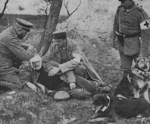 dogatemytank: 1915 German medics and Red Cross dogs with a wounded soldier