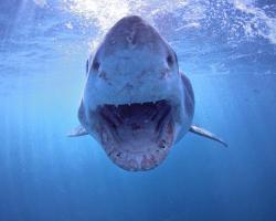 mothernaturenetwork:  This amazing photo shows the last thing you might see if you were attacked by a great white shark. The dramatic shot was taken from the safety of the boat using a pole camera in South Africa. Noticing the shark was quite curious,