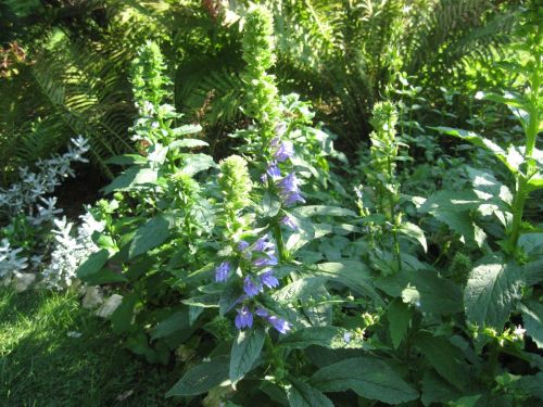 This is great or blue lobelia, basically the same plant as the cardinal flower I posted a week or tw