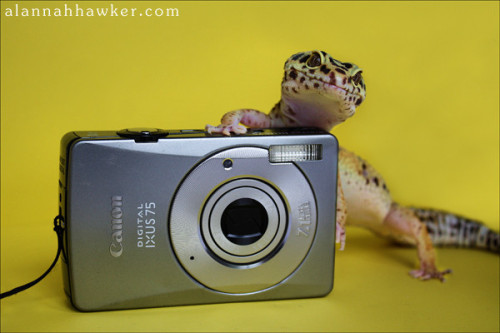 gecko and canon