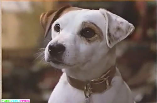 crookedsin:snape-snape-severussnape:caesarindahood:fuckyeah1990s:Reblog if you recognize this dog.MY
