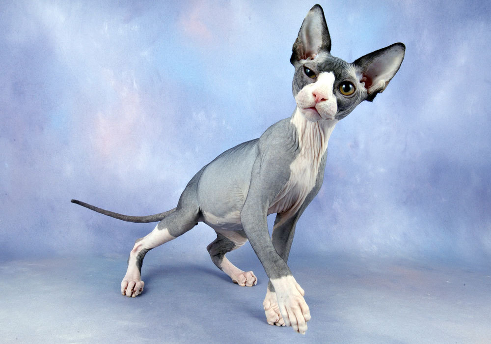 cekati:  posergoth:  aw look at dis sweet baby :3  its paw looks like a human hand
