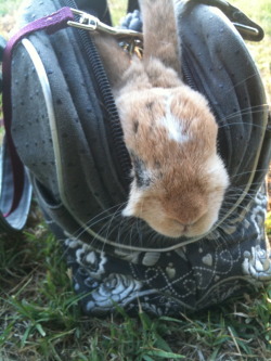 rooshoes:  meowingtontcat:  dalhiaboogieman:  jenlikesthat:  Part 1: My bunny’s afternoon at the park. He runs about on his leash while contently dragging me along behind him. These were tricky to take because he was all over the place.  Fdsfhfsa ihop