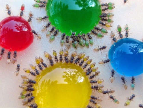 dontassumeathing:  Scientist Mohamed Babu from Mysore, India captured beautiful photos of these translucent ants eating a specially colored liquid sugar. Some of the ants would even move between the food resulting in new color combinations in their stomac
