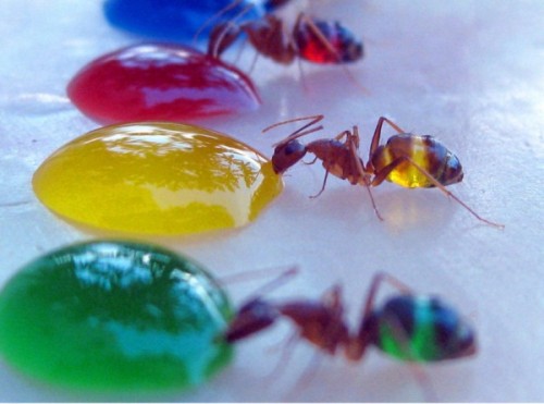 dontassumeathing:  Scientist Mohamed Babu from Mysore, India captured beautiful photos of these translucent ants eating a specially colored liquid sugar. Some of the ants would even move between the food resulting in new color combinations in their stomac