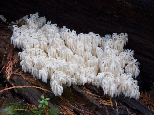 Porn Pics flower-elixir:  White tooth fungi