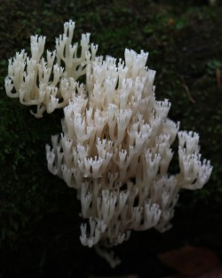 flower-elixir:  Coral Fungus 