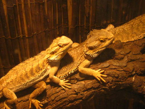 buddies