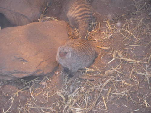 mongoose