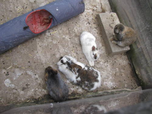rabbithugs and rooshoes and pals