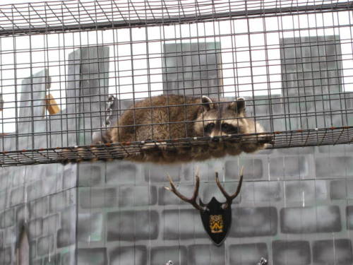 coon sorry for the small size of these, looks like the camera got accidentally set to smaller photos >:c
