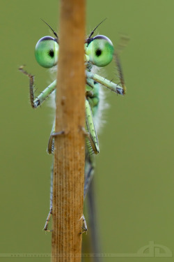 Mechaspam:  Damselfly I Can See You Behind That Stalk You Are A Terrible Hide And