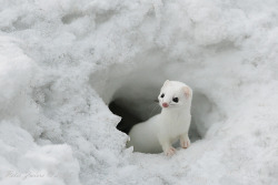 zolanimals:  Least Weasel 