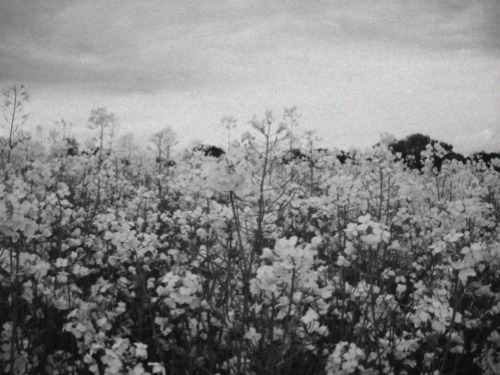wandering