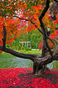 sunsurfer:  Autumn, Old Westbury Gardens, Long Island, New York photo By TR11787 Tom Reese 