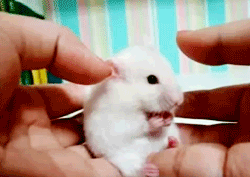 h4rryp0tter-summ3r:  My hamster does this
