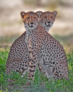 lori-rocks:  Juxtapose  by Hendri Venter