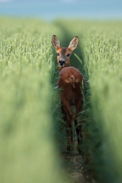 magicalnaturetour:  Roe deer - Chevreuil