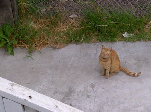 The neighbors have a tabby that I am determined to become friends with. LOVE ME, MOTOR!!!