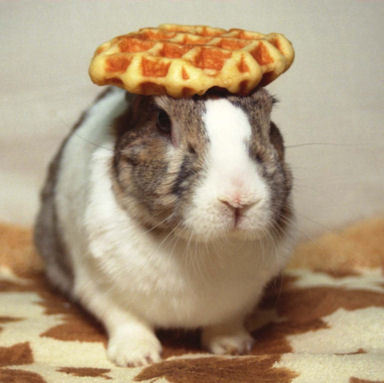 LOL the toilet paper one.. and the banana one hahaha. and the waffle. hahahaha wtf