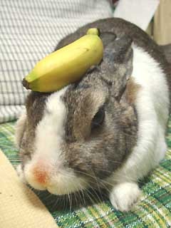 LOL the toilet paper one.. and the banana one hahaha. and the waffle. hahahaha wtf