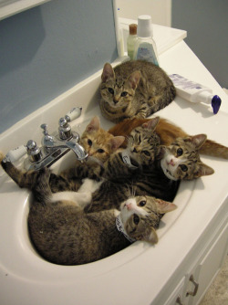  “yes hello, is this the city water department?  whenever i use my sink, cats come out instead of water. …no no, it’s not a problem, i just thought you should know.” 