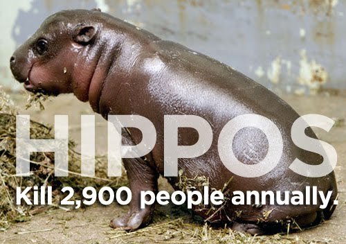 jtotheizzoe:  In honor of the end of Shark Week, here is a photo list of things that kill more people than sharks, the misunderstood kings of the sea. #4 = Hippos. Oh, and also Autoerotic Asphyxiation:   Sharks? They kill 5 people annually. (via Damn