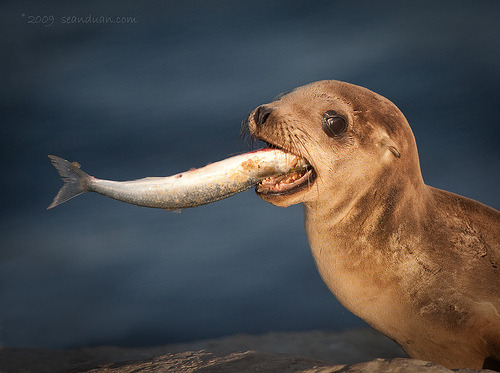 youcancallmemadi:
“ Baby Sea Lion Tries To Eat Big Fish (by flopper)
LOL.
”