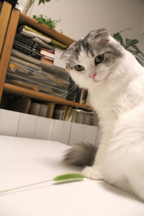 machikomum:  本物の猫じゃらしですって？ 
