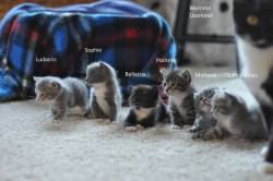 suitep:  Foster kittens get names. (via) This just makes me realize even more what a disadvantage Buckley was at from the get go by not having a mom. He never really had that roly poly kitten phase. He went straight from scrawny and runty, right to his