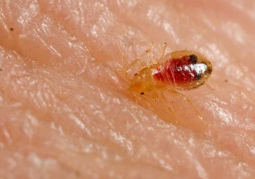 believe-achieve-receive:insectlove:A bed bug (Cimex lectularius) nymphfeeding on the arm of a volunt