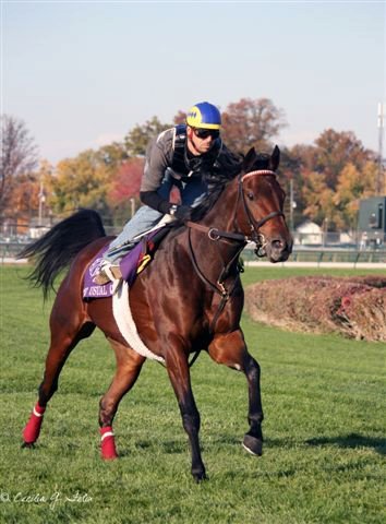 The Usual Q.T. (Unusual Heat x Lunge, by Western Fame) is spending his summer relaxing, but will be back to working toward another Breeders’ Cup start soon. You can always pick out Q.T. in a field by his flagging tail!