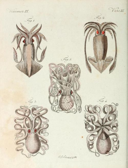 biomedicalephemera: Mollusca. Fig 1. Le Calamar Fig 2. Le Calamar flèche Fig 3 + 4. Le Poulpe