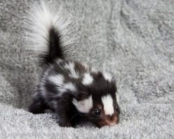 izkyoot:  baby spotted skunk  画  OH GOD