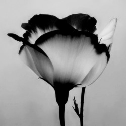 https://69.media.tumblr.com/tumblr_lpmxgkKpBG1qla0bso1_500.jpg