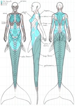 cuteys:  mavertrick:  The anatomy of a mermaid