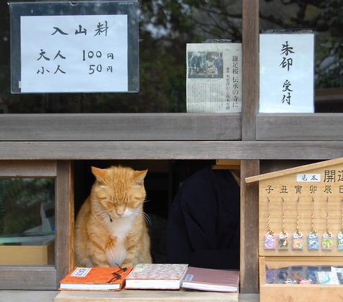 edieelee:  神や仏の御力に守られている猫さん達の画像集 - 〓 ねこメモ 〓