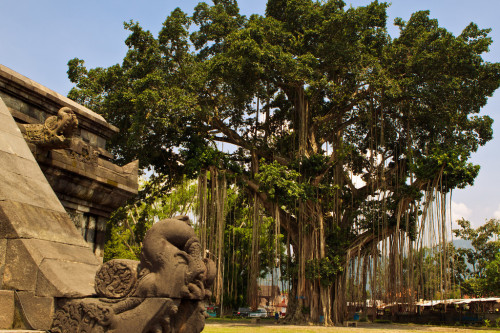 &ldquo;The Great Beringin&rdquo; (Banyan Tree) in Mendut Temple. Located 3,5 kilometres from
