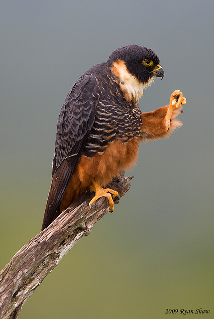 cryptovolans:  pieceofsleep:  rhamphotheca:  p-e-r-e-g-r-i-n-e:birdblog:Bat Falcon (Falco