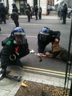 -Insomniaticdreams:  Police Dog Being Treated After Having Been Attacked By Rioters.
