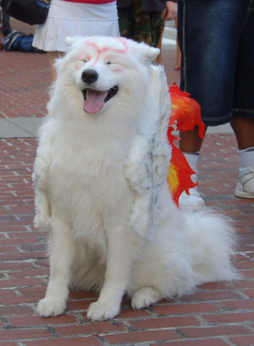 weaboostories:  jorgieboy:  themantablog:  This made my day so much!  AAAHH! :D I couldn’t stop my wide giant smile from fading!  Real Amaterasu from Ōkami!  This is the best!  Look at him smiling!!!Found on Kotaku: ‘Meet a Dog That’s Blissfully