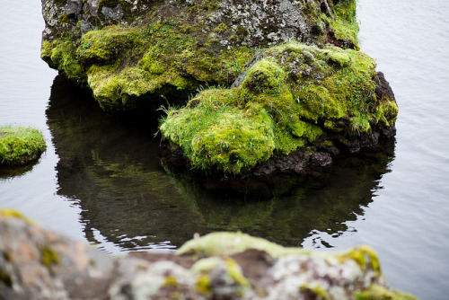 treechills: Iceland by m’sieur rico on Flickr.
