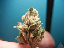 Cannablissss:  Sour Diesel Lemon Kush 